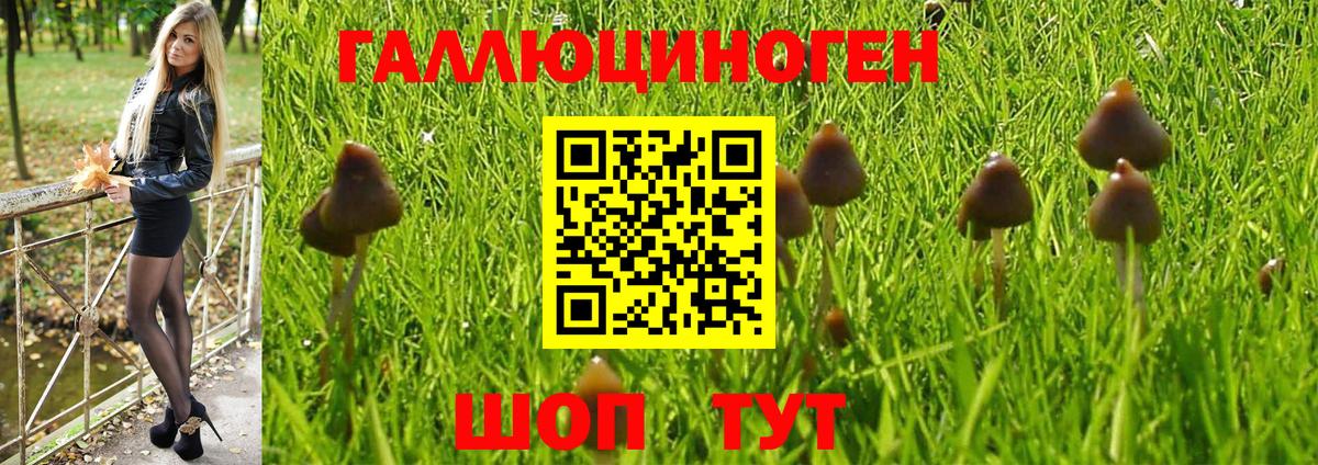Псилоцибиновые грибы Psilocybine cubensis Вичуга